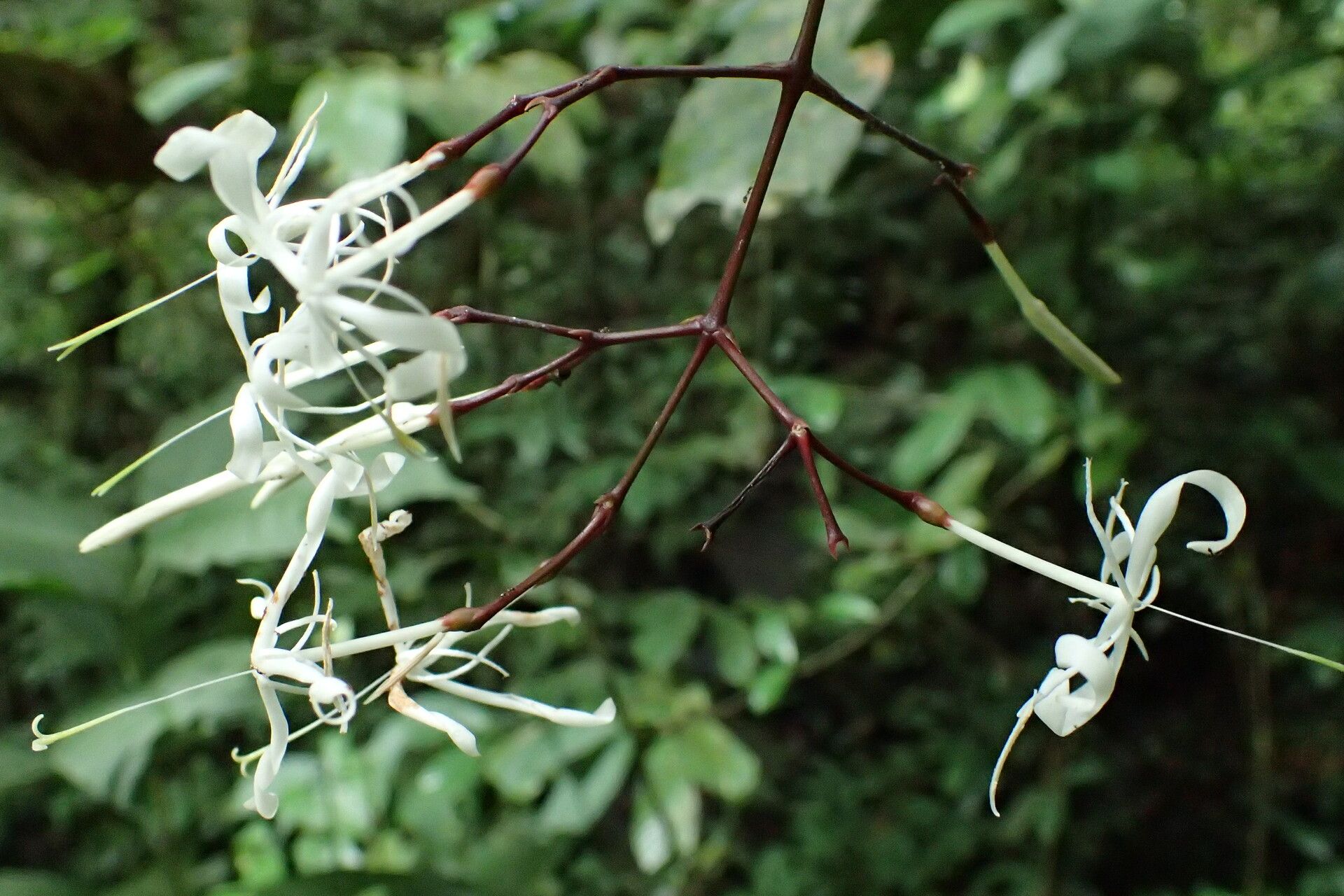 Ixora aneimenodesma flower