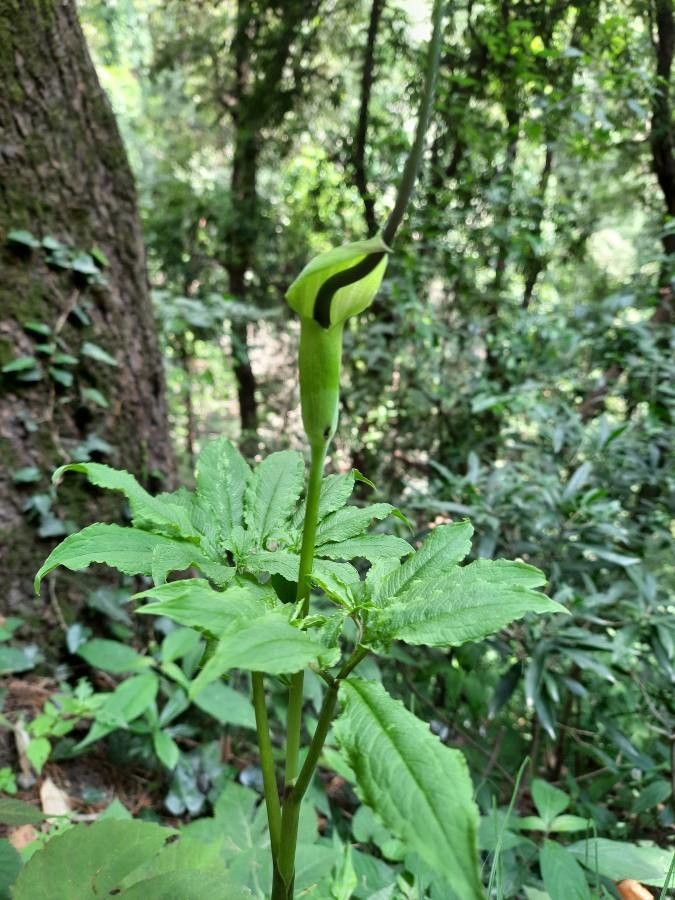 Arisaema tortuosum — search result for 'Myanmar'