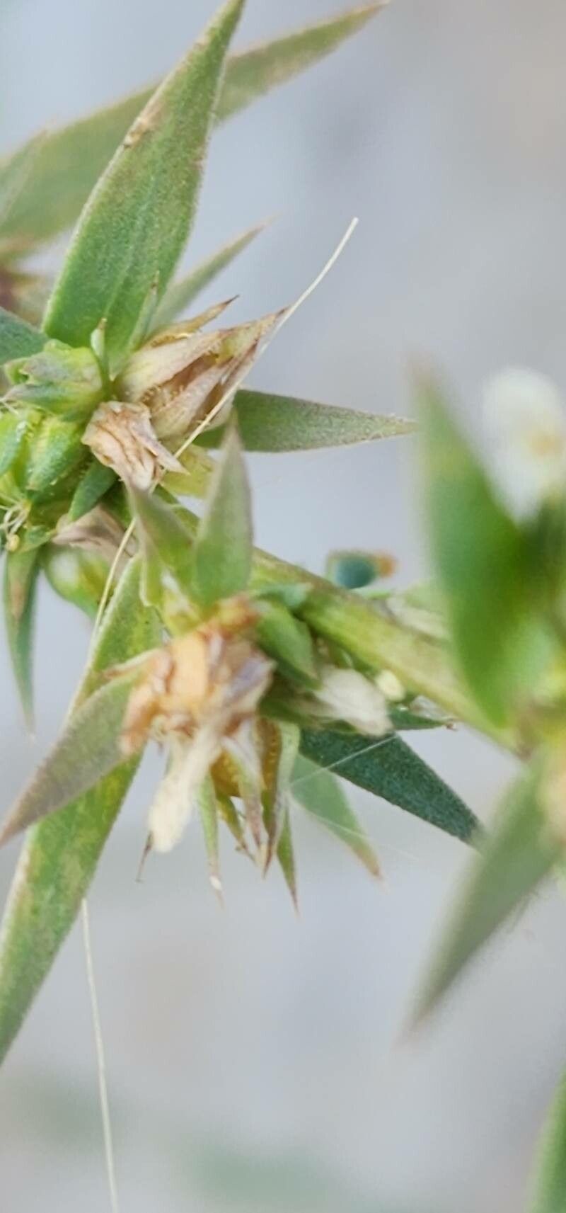 Linum strictum fruit