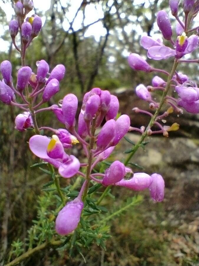 Comesperma ericinum flower