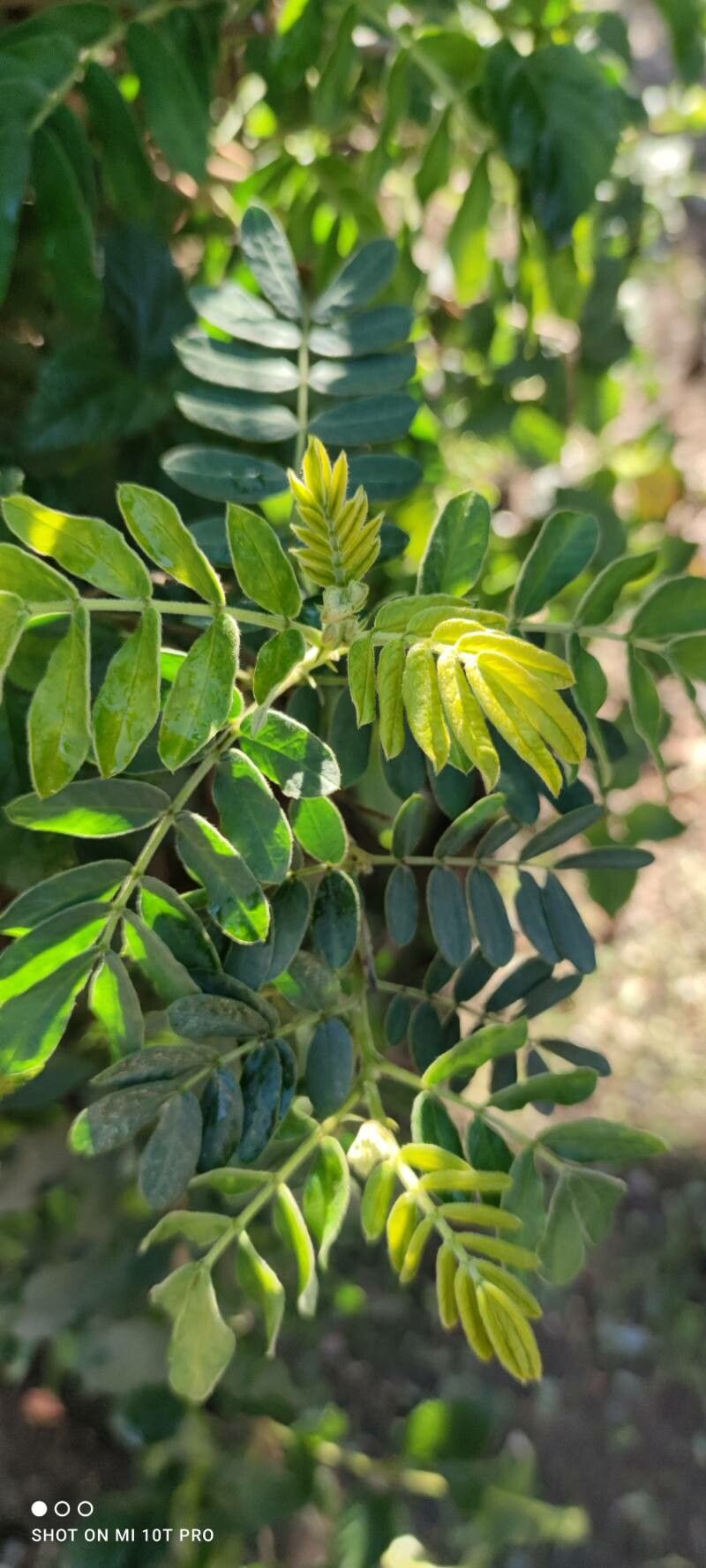 Senna multiglandulosa — search result for 'Senna'