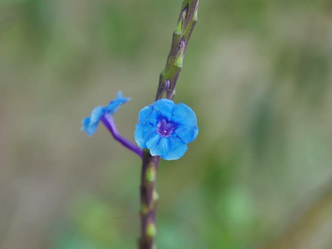 Stachytarpheta crassifolia flower