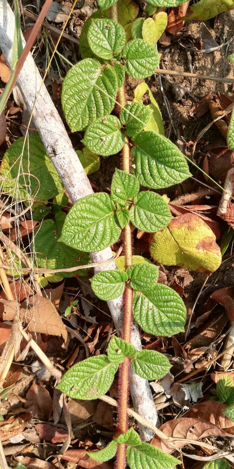 Sabicea mildbraedii leaf