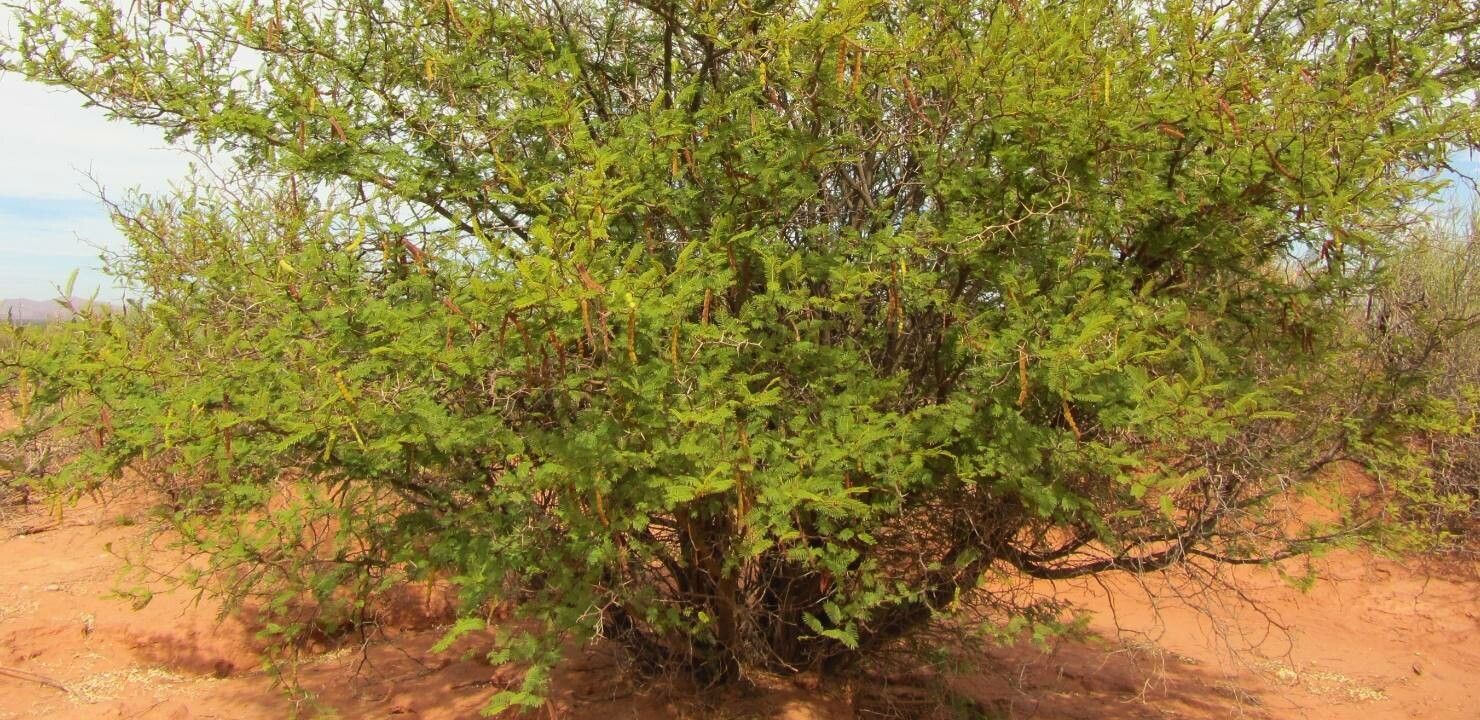 Vachellia aroma leaf