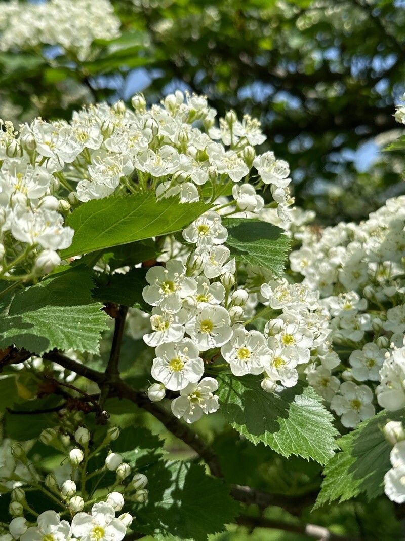 Crataegus sanguinea flower