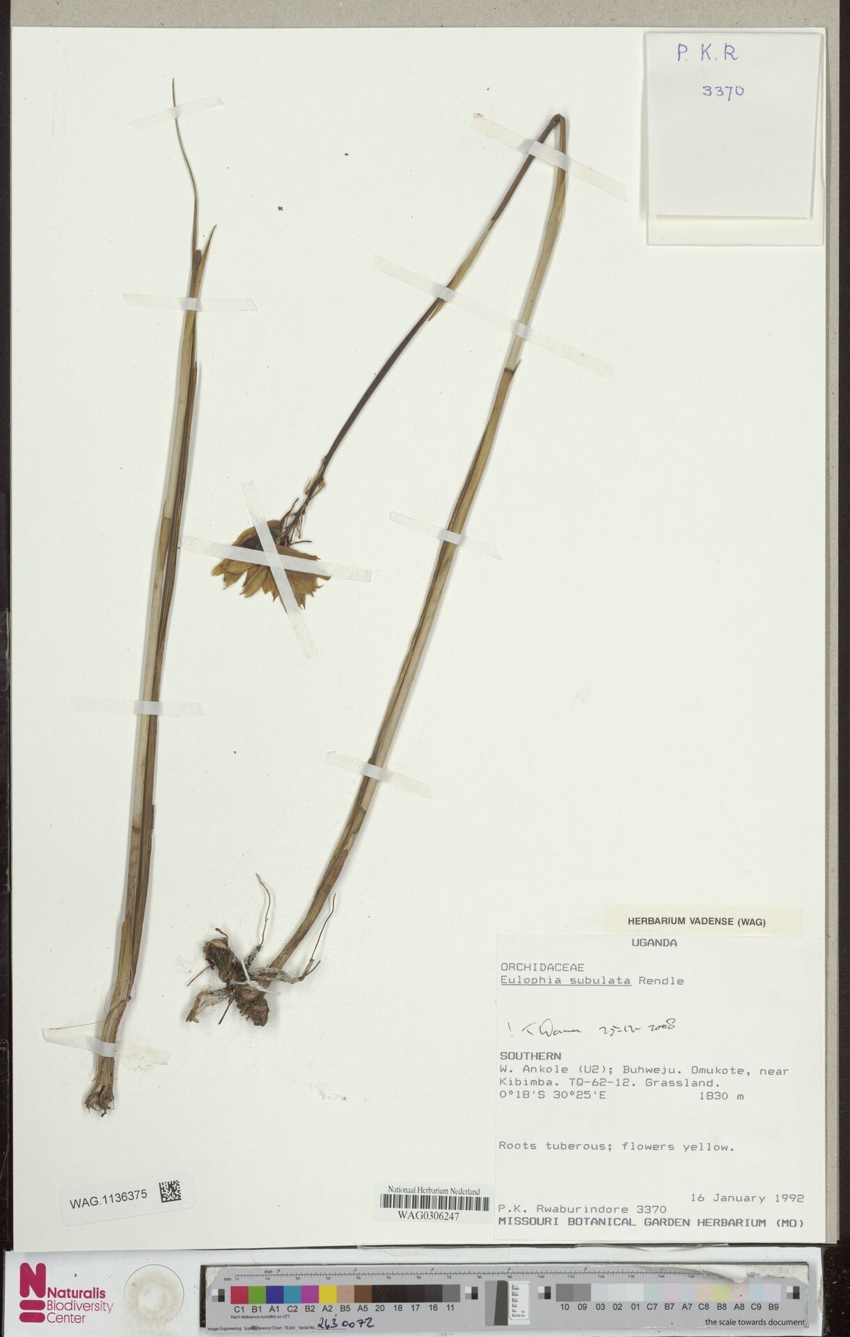 Eulophia subulata — houseplant care guide