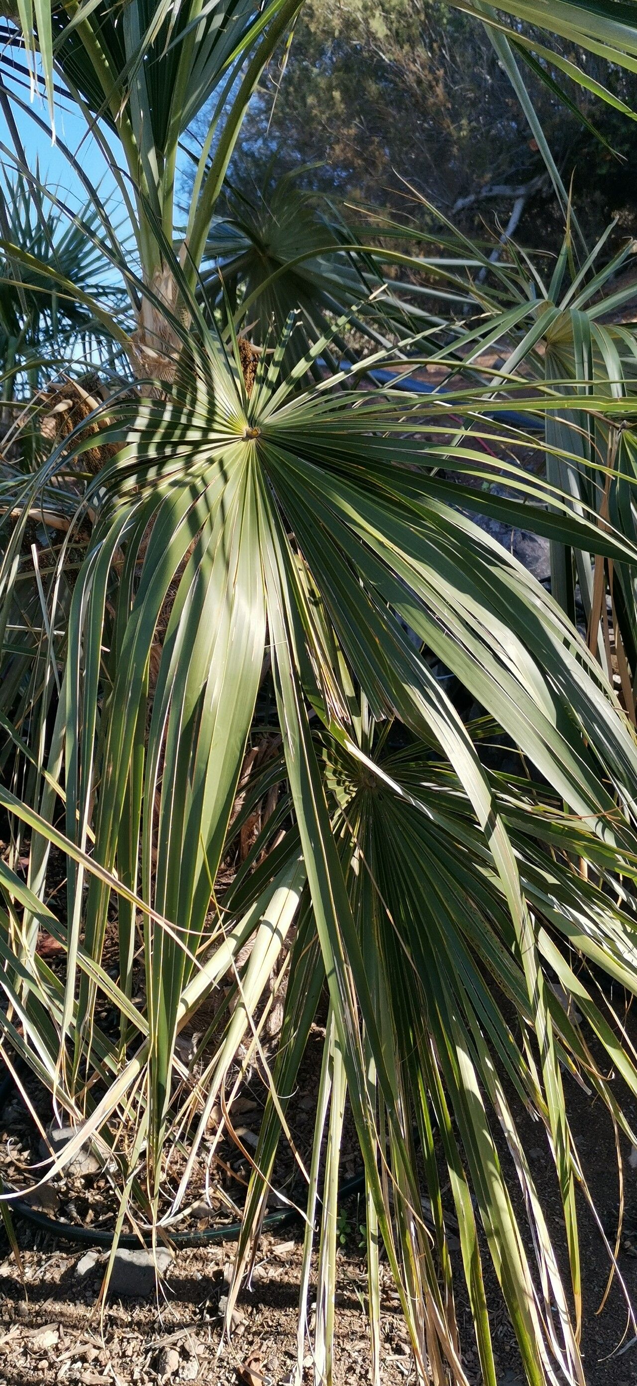 Coccothrinax hioramii — search result for 'Coccothrinax'