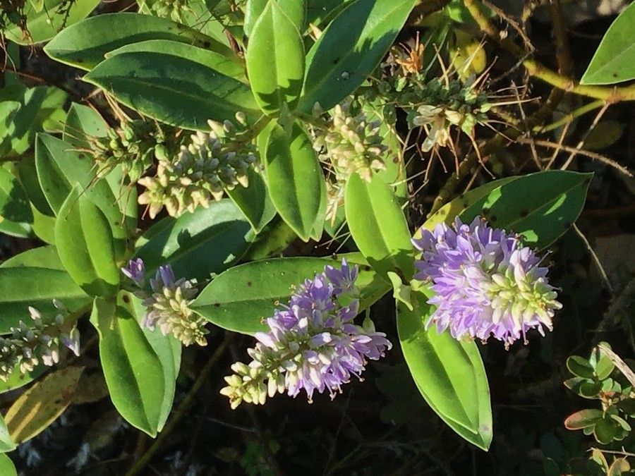 Hebe salicifolia flower