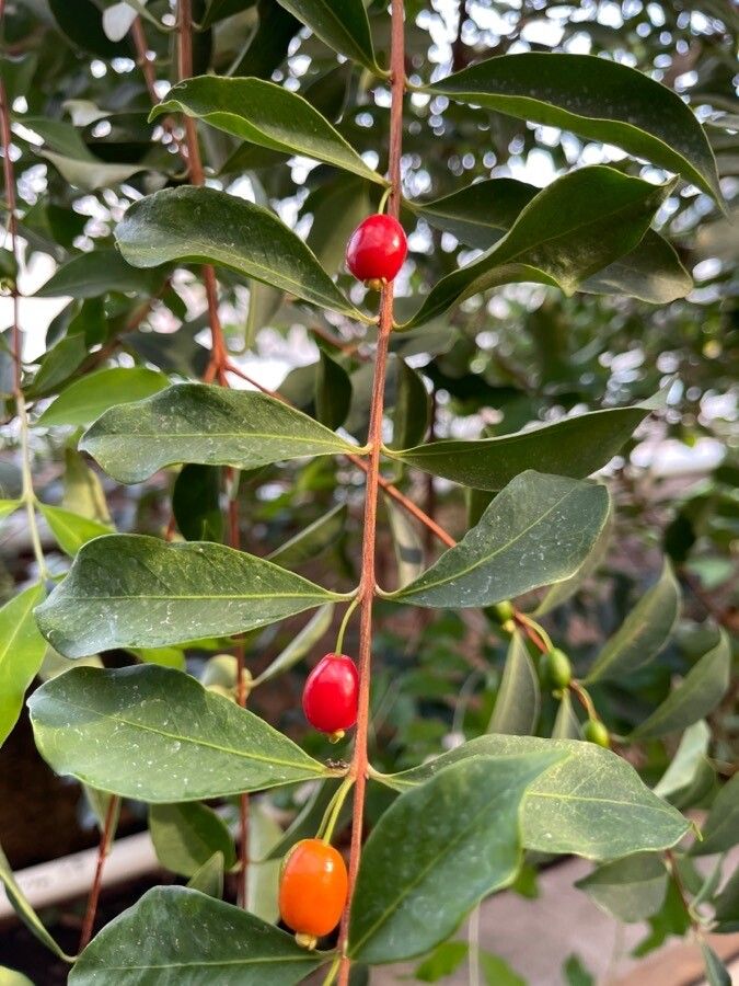 Eugenia punicifolia fruit