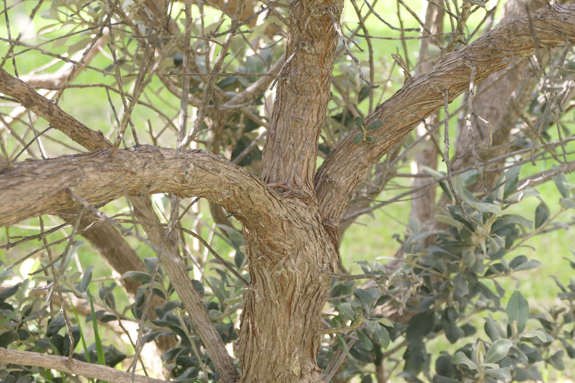 Tarchonanthus littoralis bark