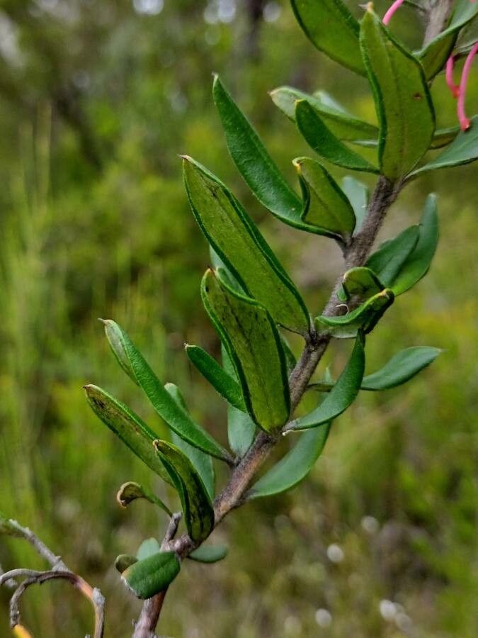 Grevillea speciosa — search result for 'Grevillea'