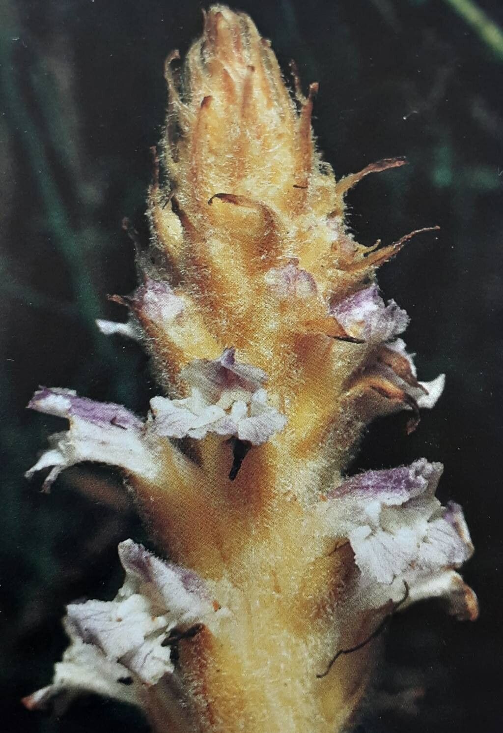 Orobanche coerulescens — houseplant care guide