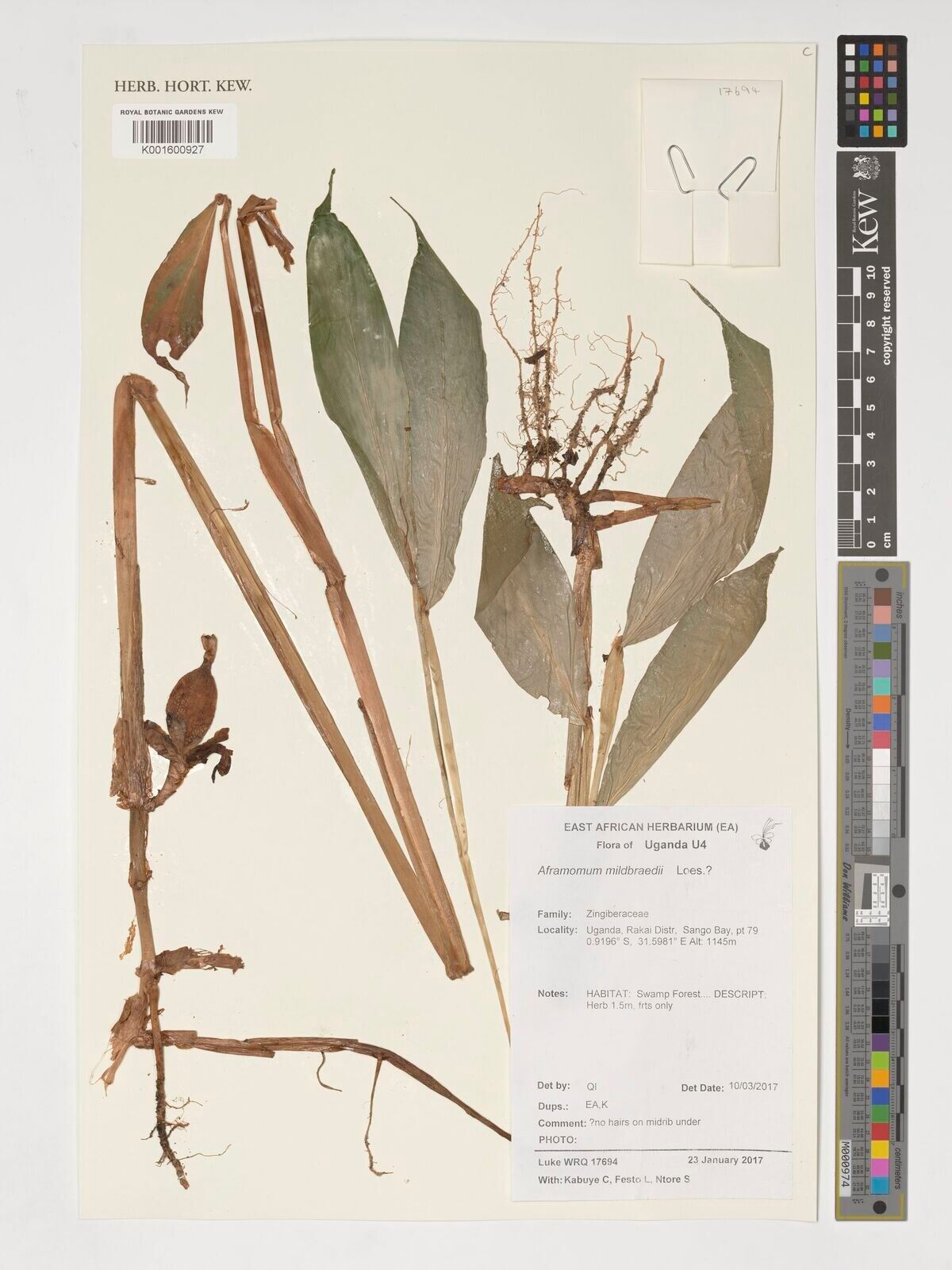 Aframomum mildbraedii other