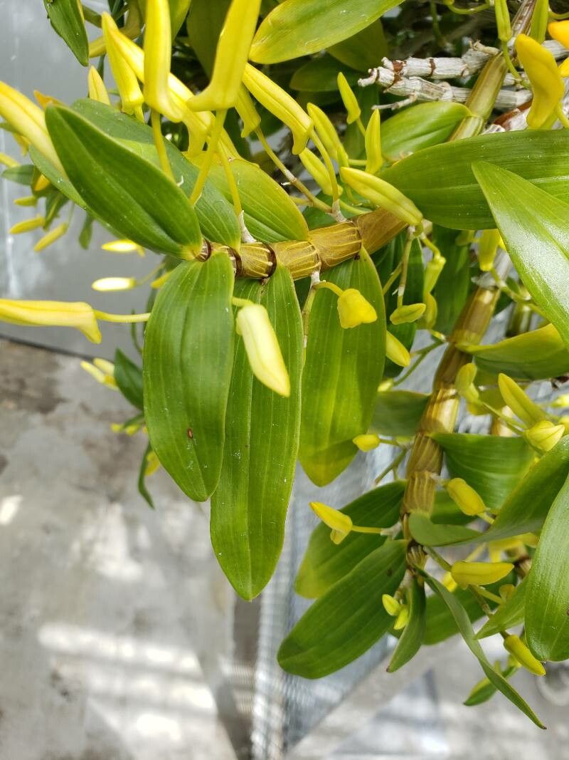 Dendrobium unicum — search result for 'Laos'