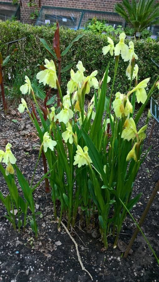 Roscoea cautleyoides — search result for 'Zingiberaceae'