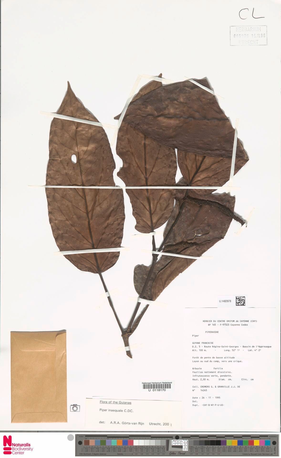 Piper inaequale — houseplant care guide