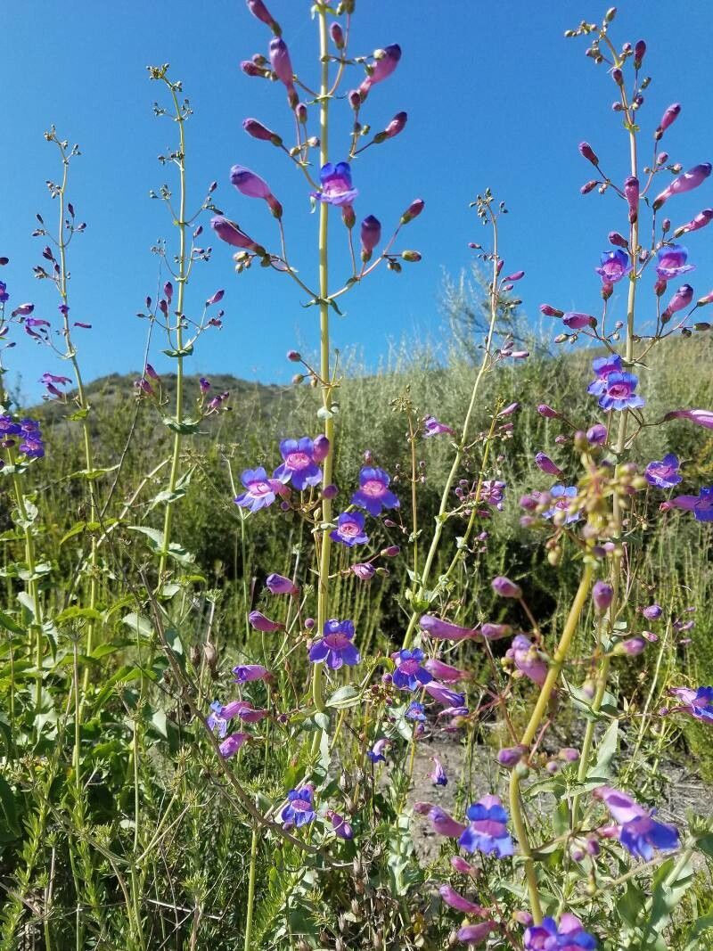 Penstemon spectabilis flower