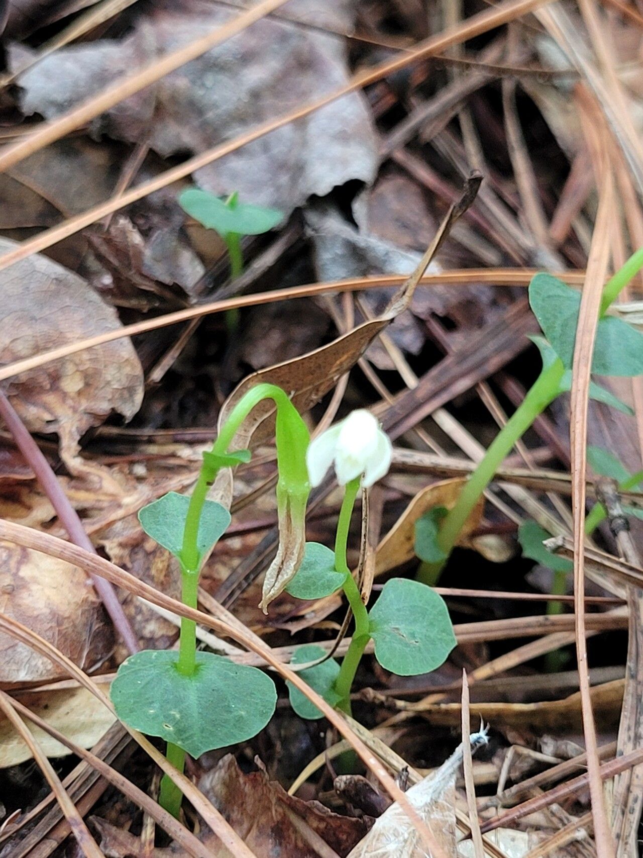 Triphora amazonica — related species from the same genus