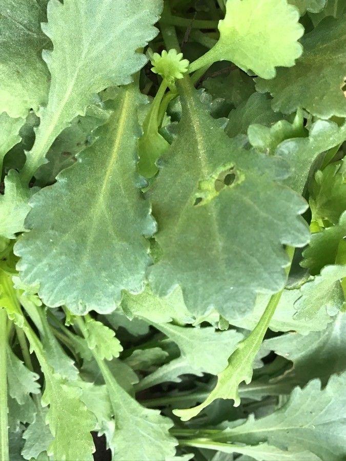 Leucanthemum gracilicaule — houseplant care guide