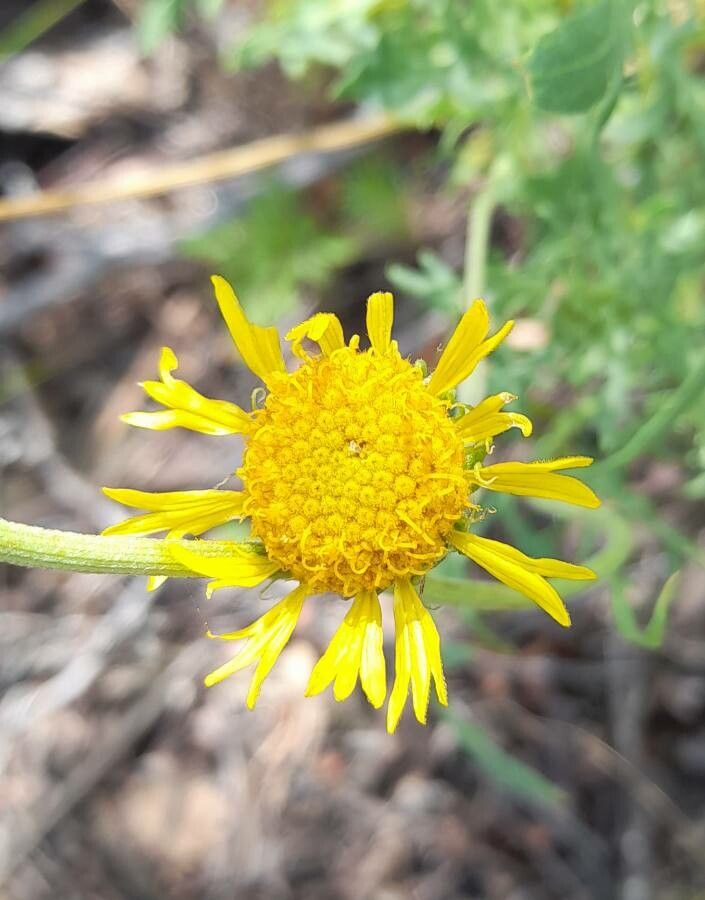 Gaillardia megapotamica flower