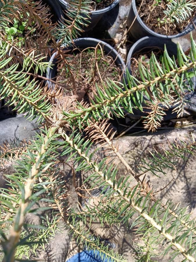 Abies cephalonica fruit