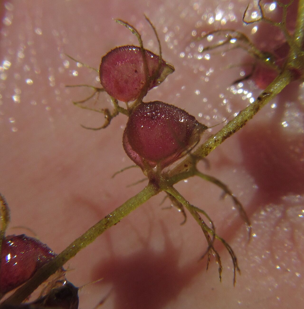 Utricularia reflexa fruit