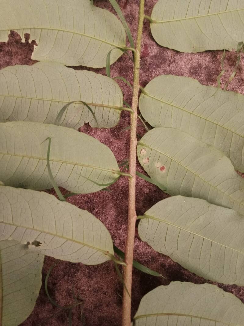 Sclerocroton cornutus leaf