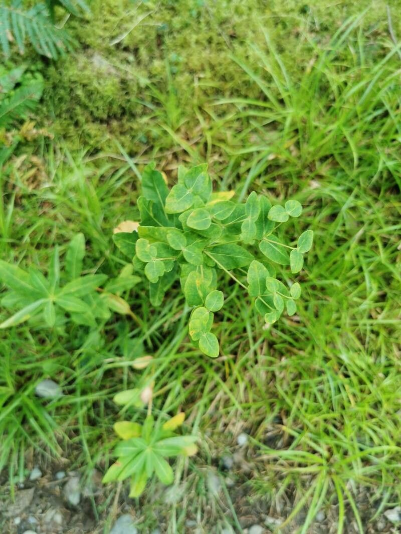 Euphorbia jenisseiensis — houseplant care guide