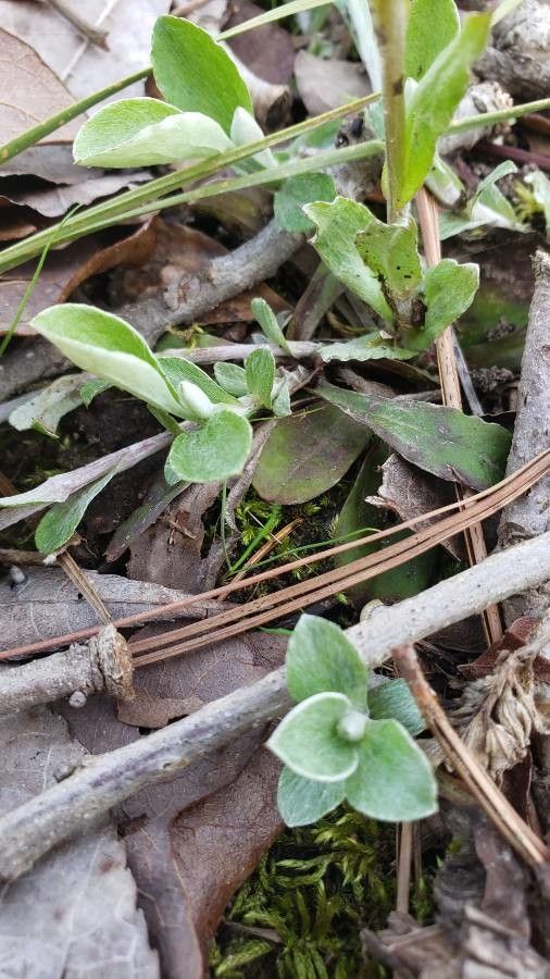 Antennaria plantaginifolia leaf