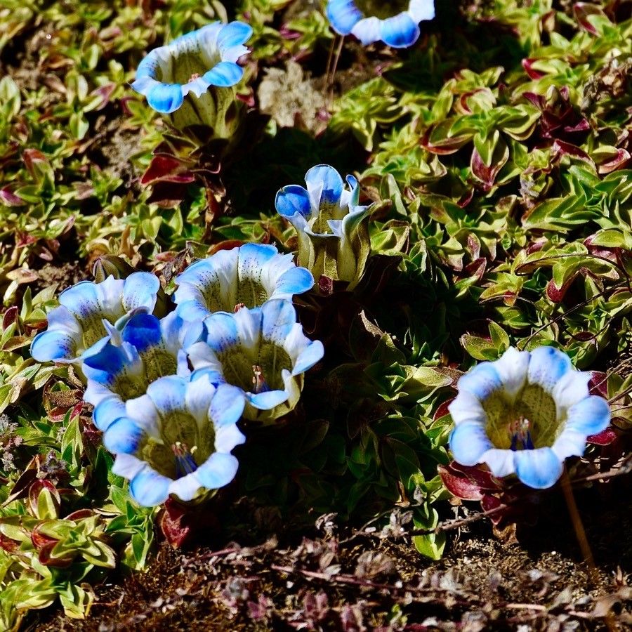 Gentiana depressa flower