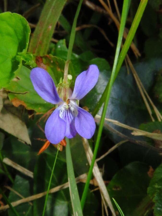 Viola x bavarica flower