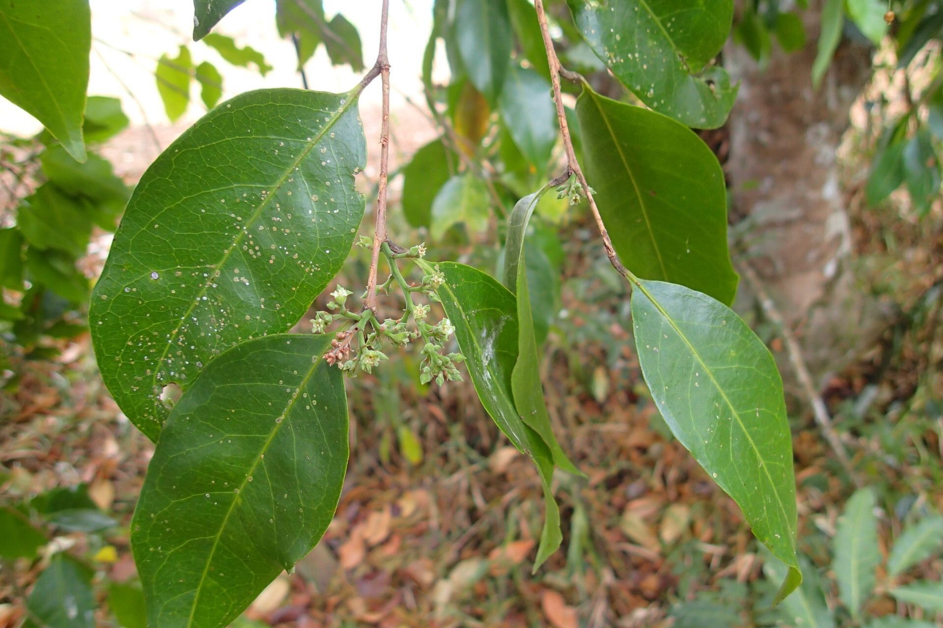 Hunga rhamnoides leaf