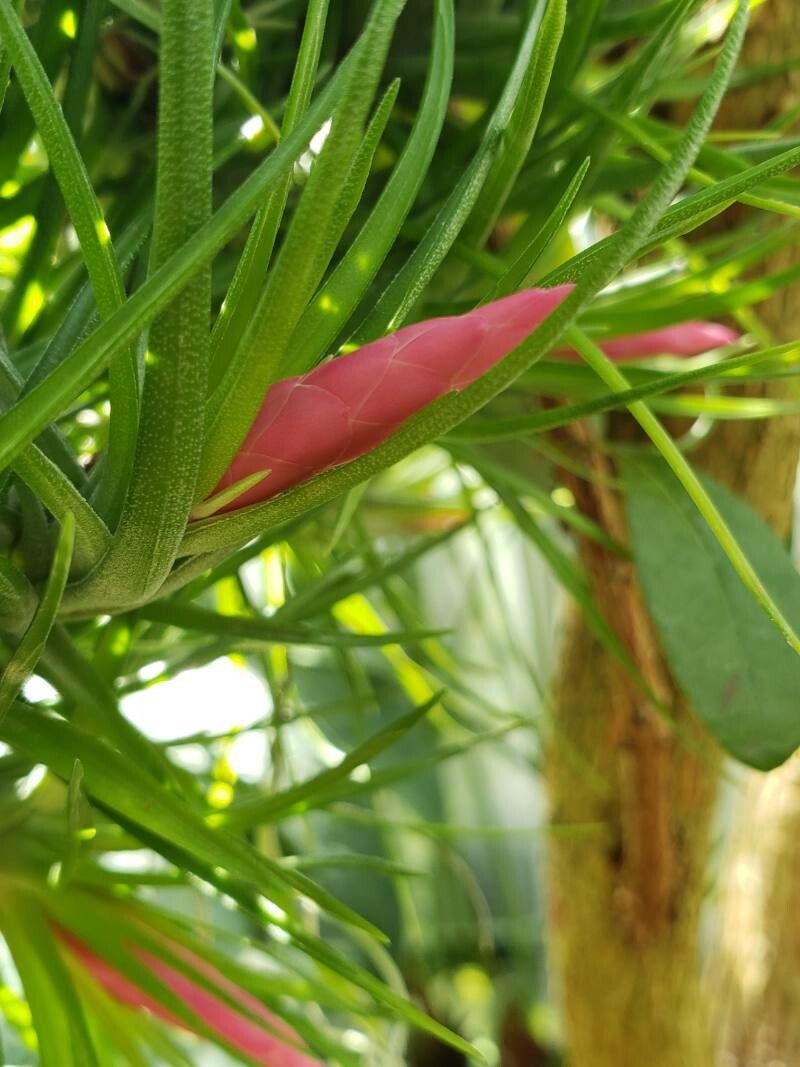 Tillandsia paleacea flower