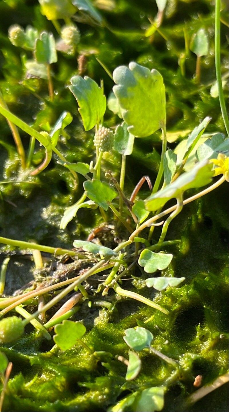 Halerpestes cymbalaria leaf