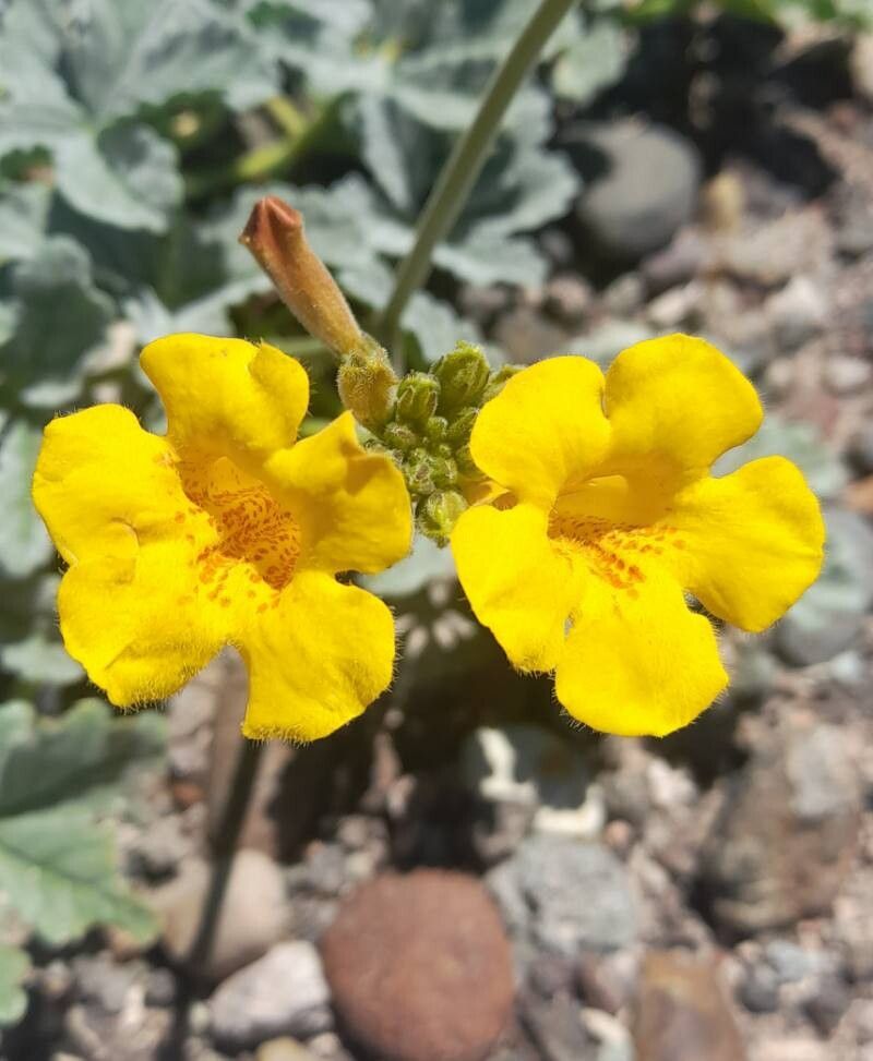 Argylia robusta flower