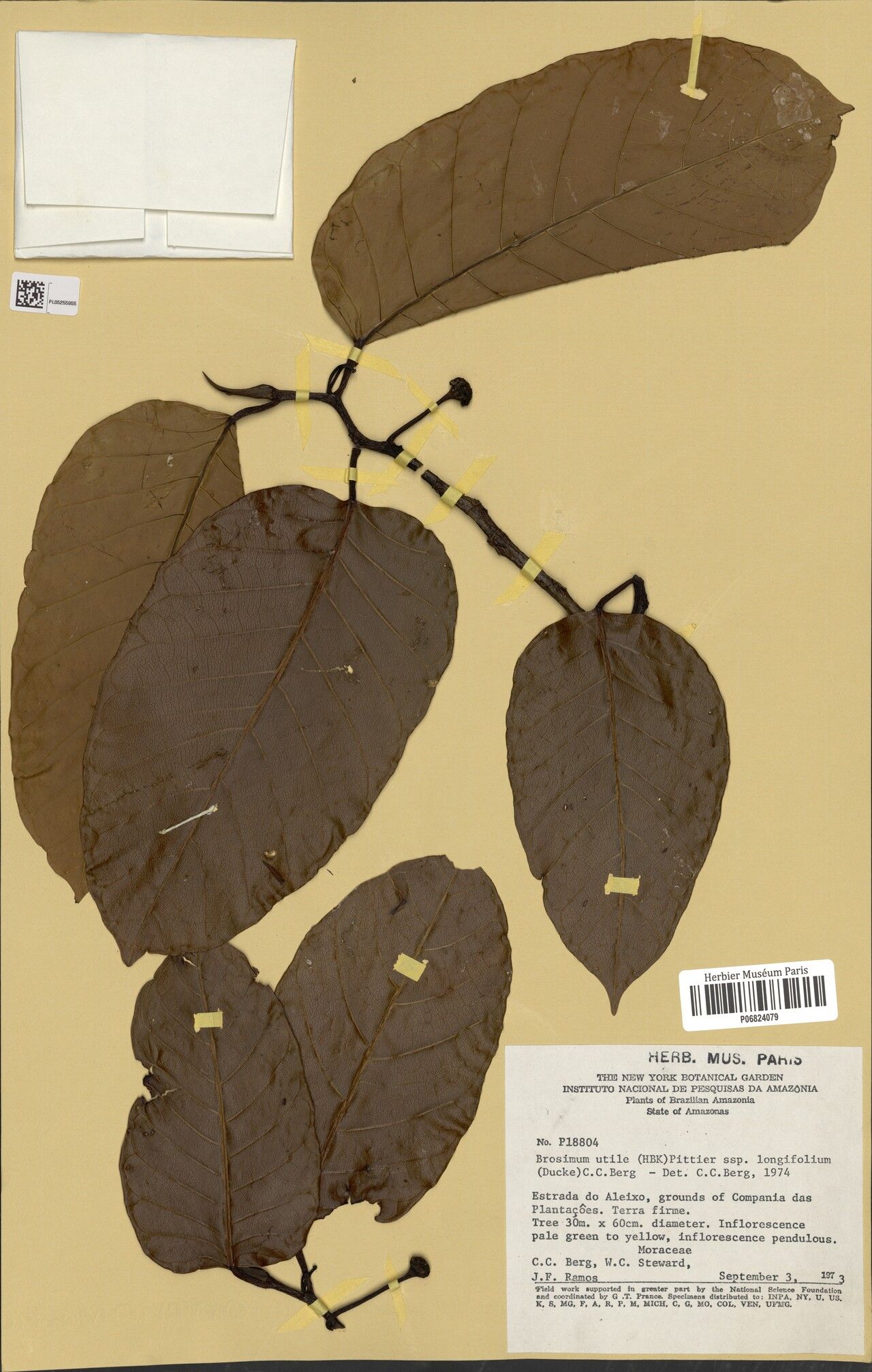 Brosimum longifolium — search result for 'Brosimum'