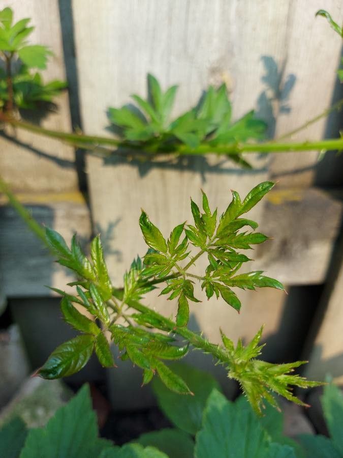 Rubus laciniatus leaf