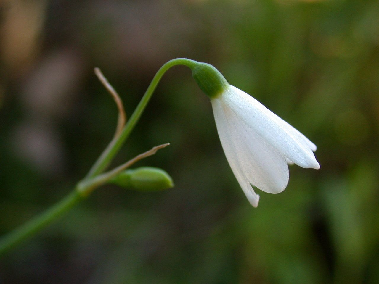 Acis longifolia flower