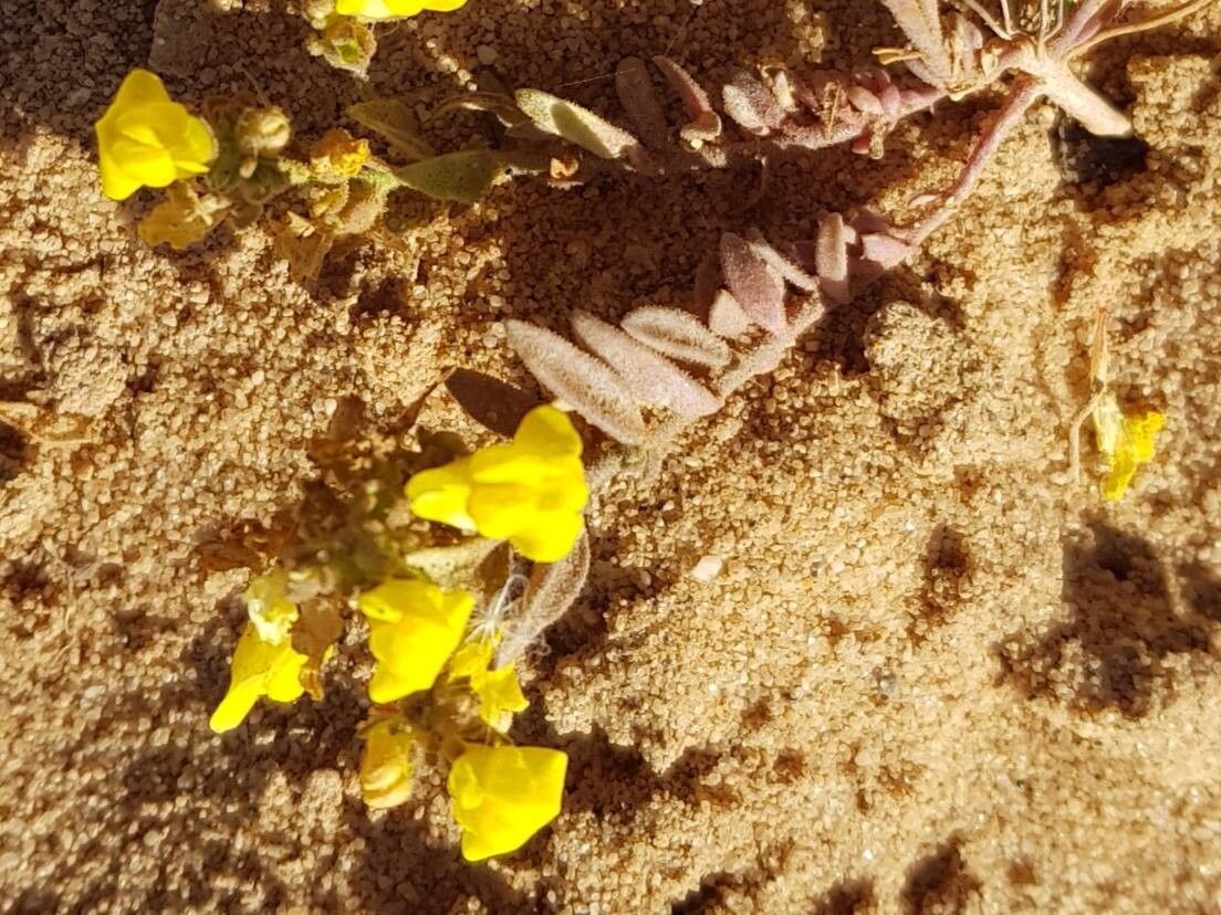 Linaria ficalhoana leaf