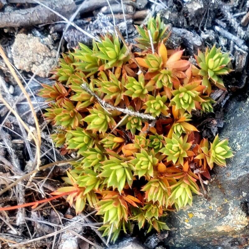 Saxifraga tricuspidata — search result for 'Saxifraga'