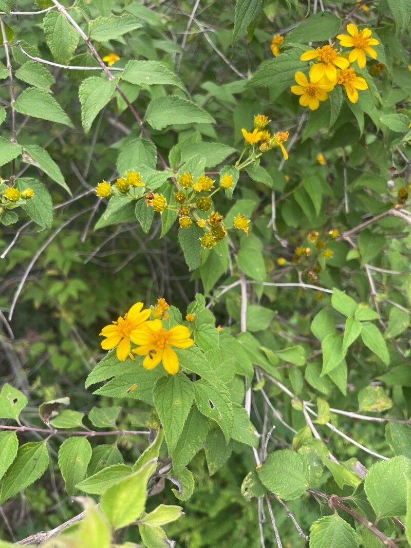 Calea urticifolia flower