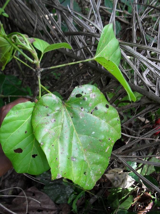 Cola caricaefolia — houseplant care guide