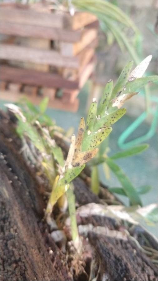 Lockhartia lunifera leaf