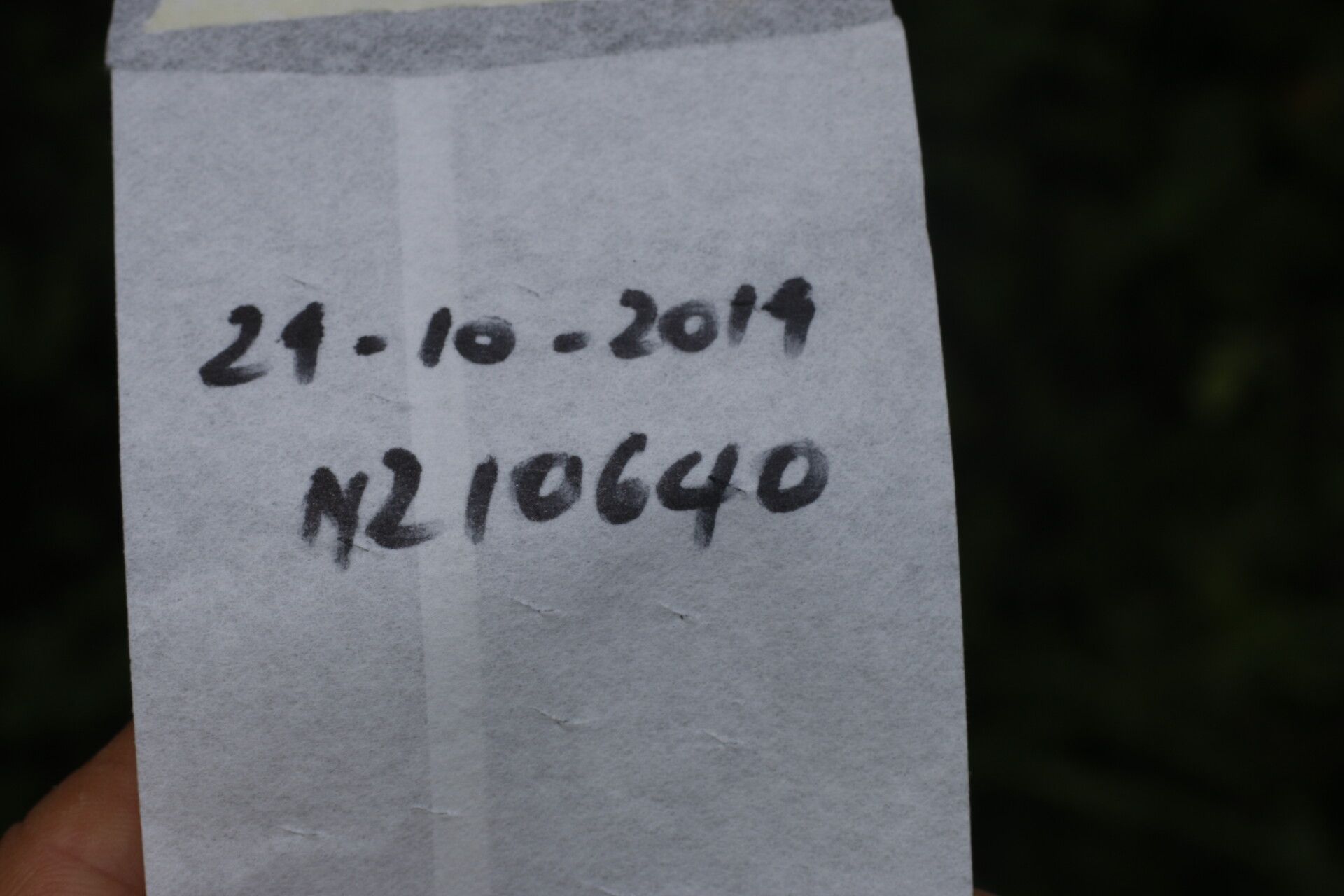 Gouania velutina flower