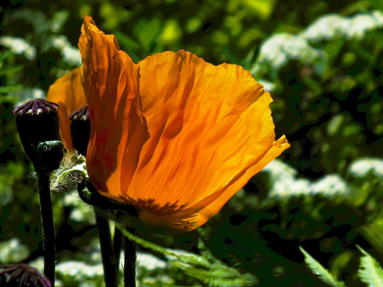 Papaver apulum flower