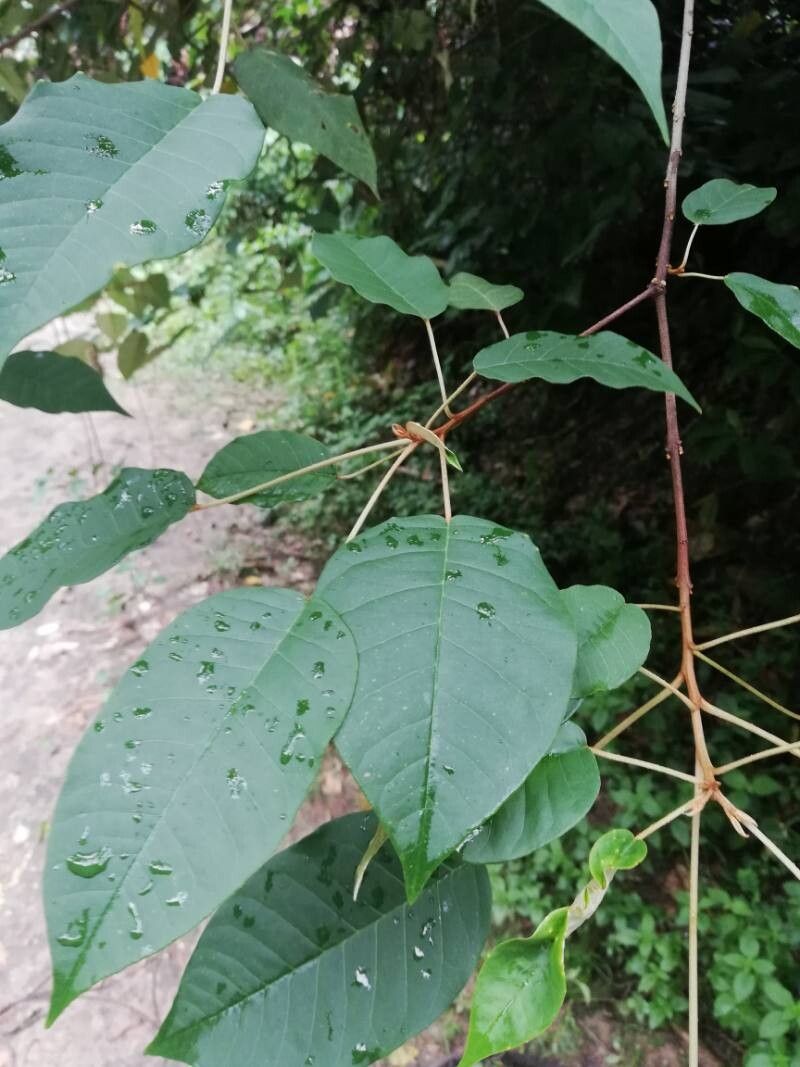 Croton haumanianus leaf
