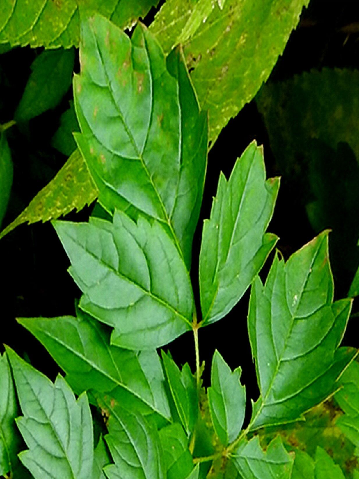 Nekemias arborea — related species from the same genus