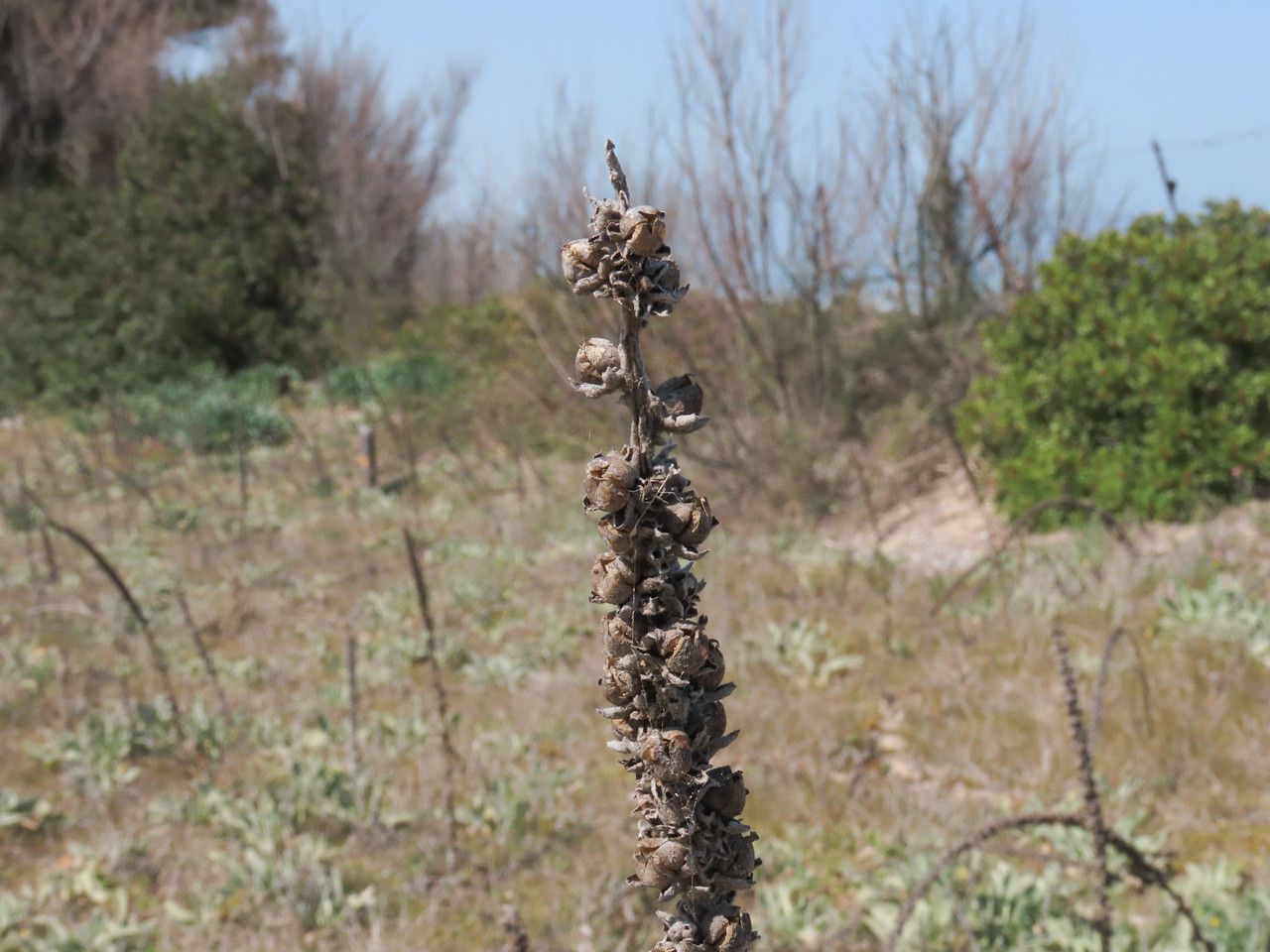 Verbascum niveum fruit