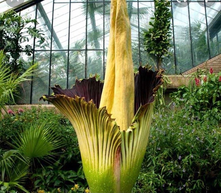 Amorphophallus titanum flower