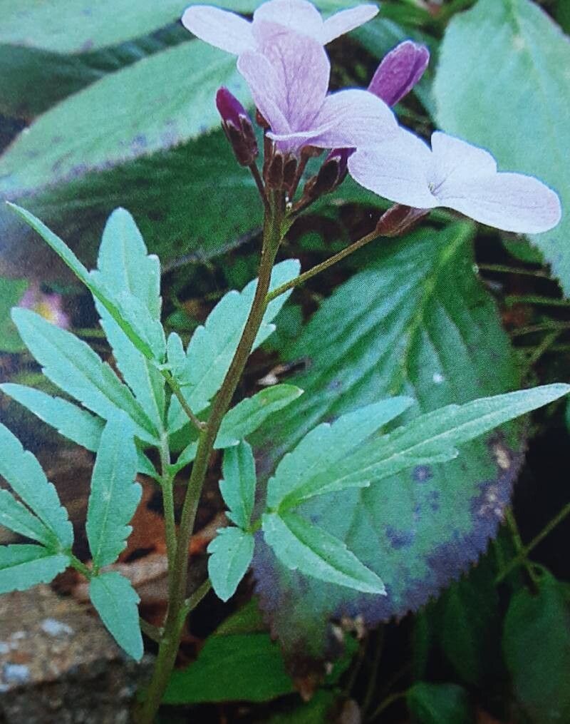 Cardamine microphylla — search result for 'Cardamine'